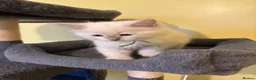 Ragdoll cats for sale: RARE CINNAMON CARRYING RAGDOLL KITTENS AVAILABLE  - Advert 2