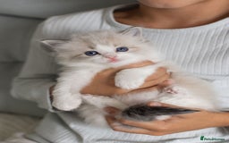 Ragdoll cats for sale: NEW LITTER of Blue BiColour And Lynx kittens - Image 20