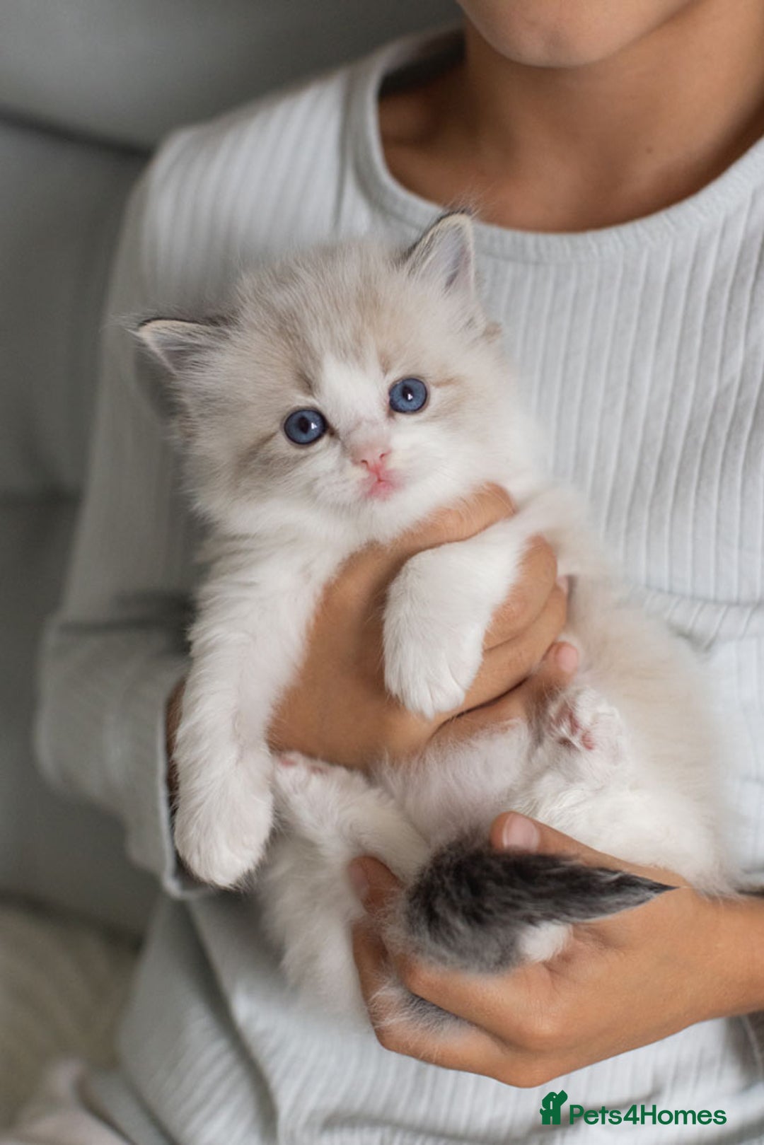 Ragdoll cats for sale: NEW LITTER of Blue BiColour And Lynx kittens - Image 20
