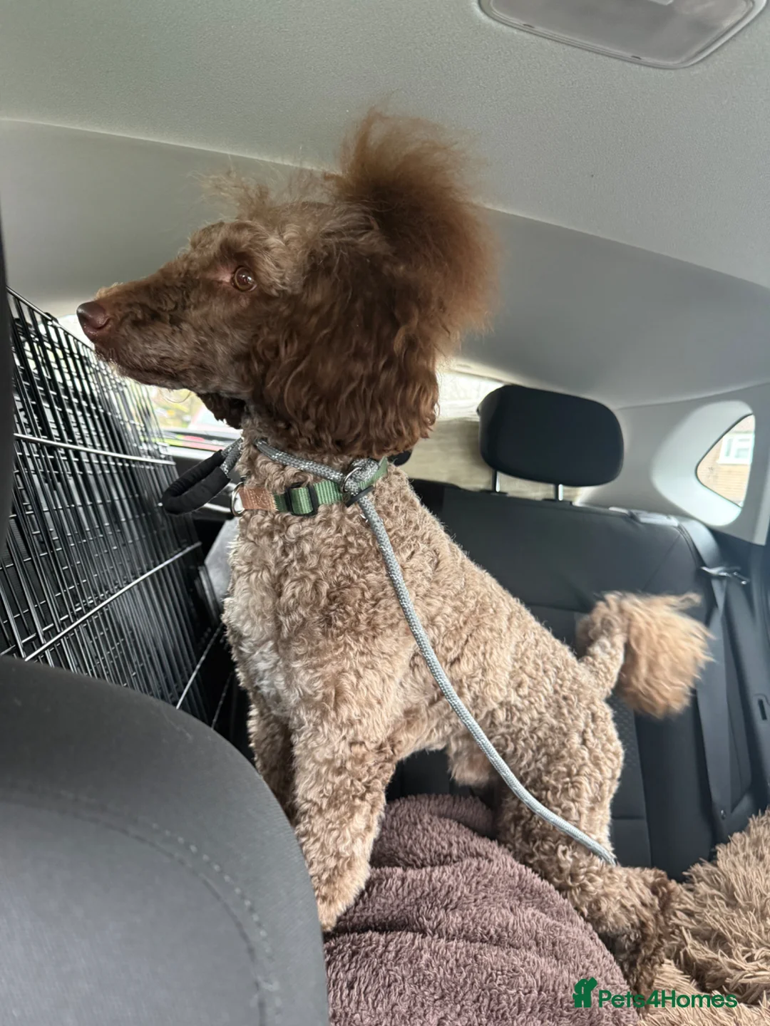Poodle dogs for sale: Beautiful Mayan poodle in Fareham - Advert 3