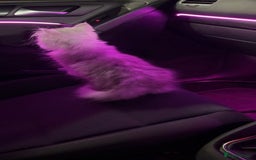 Persian cats for sale: Fluffy kitten white& silver coat girl chinchilla - Image 7