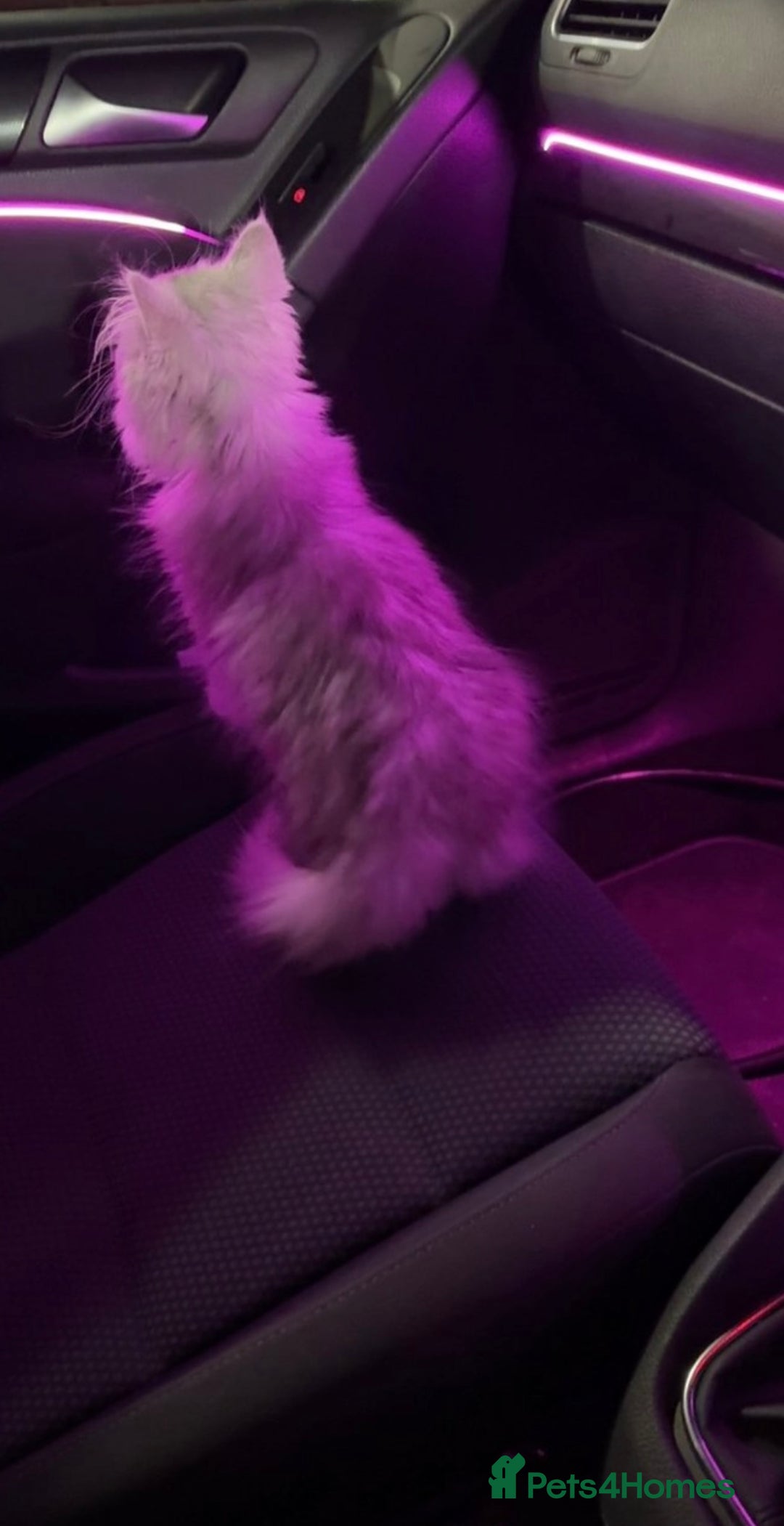 Persian cats for sale: Fluffy kitten white& silver coat girl chinchilla - Image 7