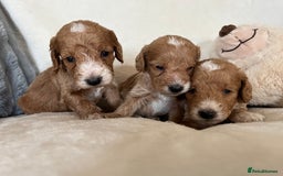 Cockapoo dogs for sale: Cockapoo puppies - DNA Health test clear  - Image 23