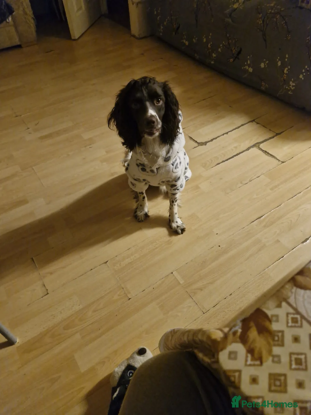 English Springer Spaniel dogs for sale:      Milo. English springer spaniel 12 months old  - Advert 2