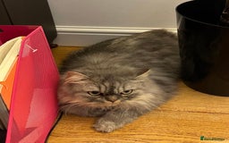 Persian cats for sale: Persian male  - Image 15