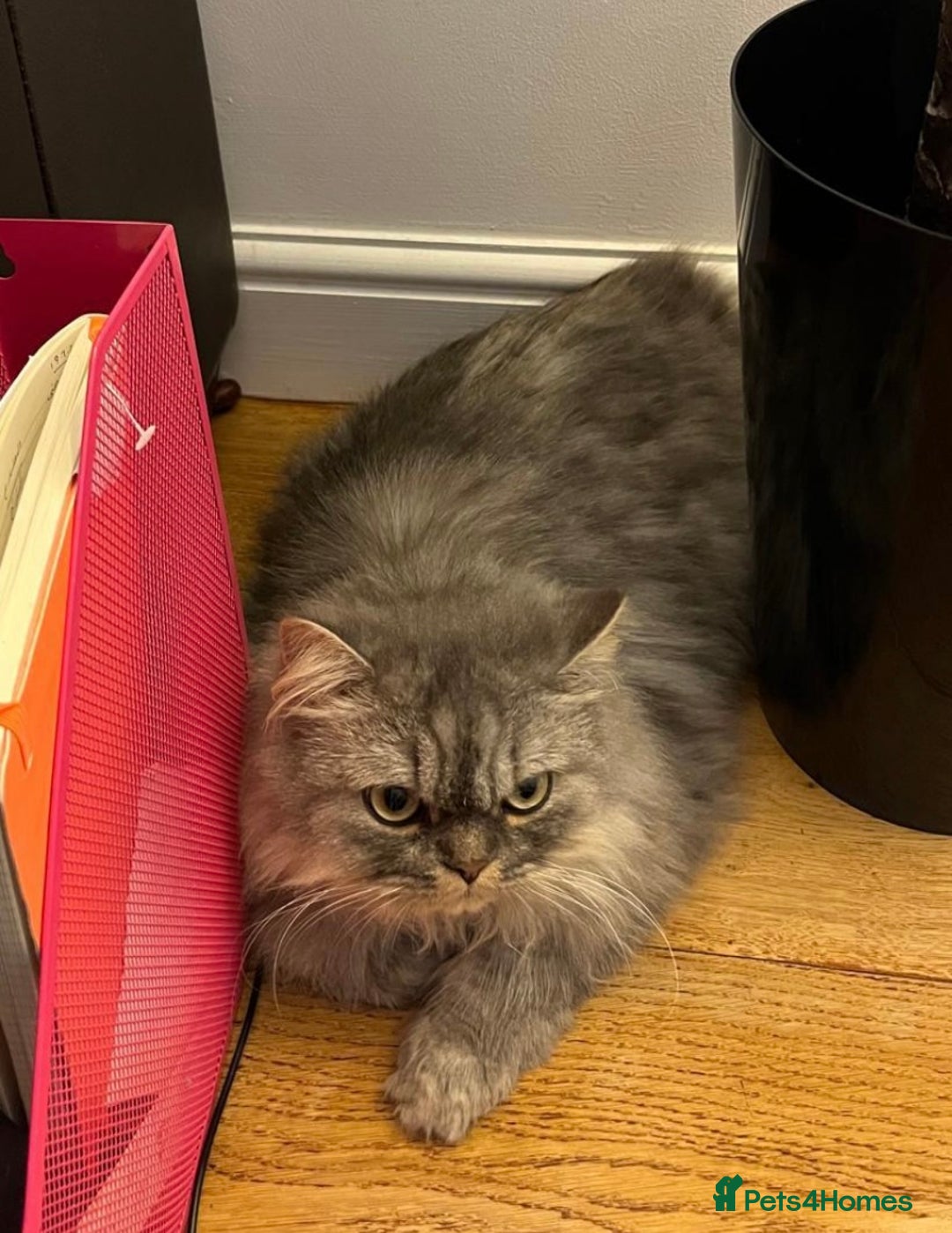 Persian cats for sale: Persian male  - Image 15
