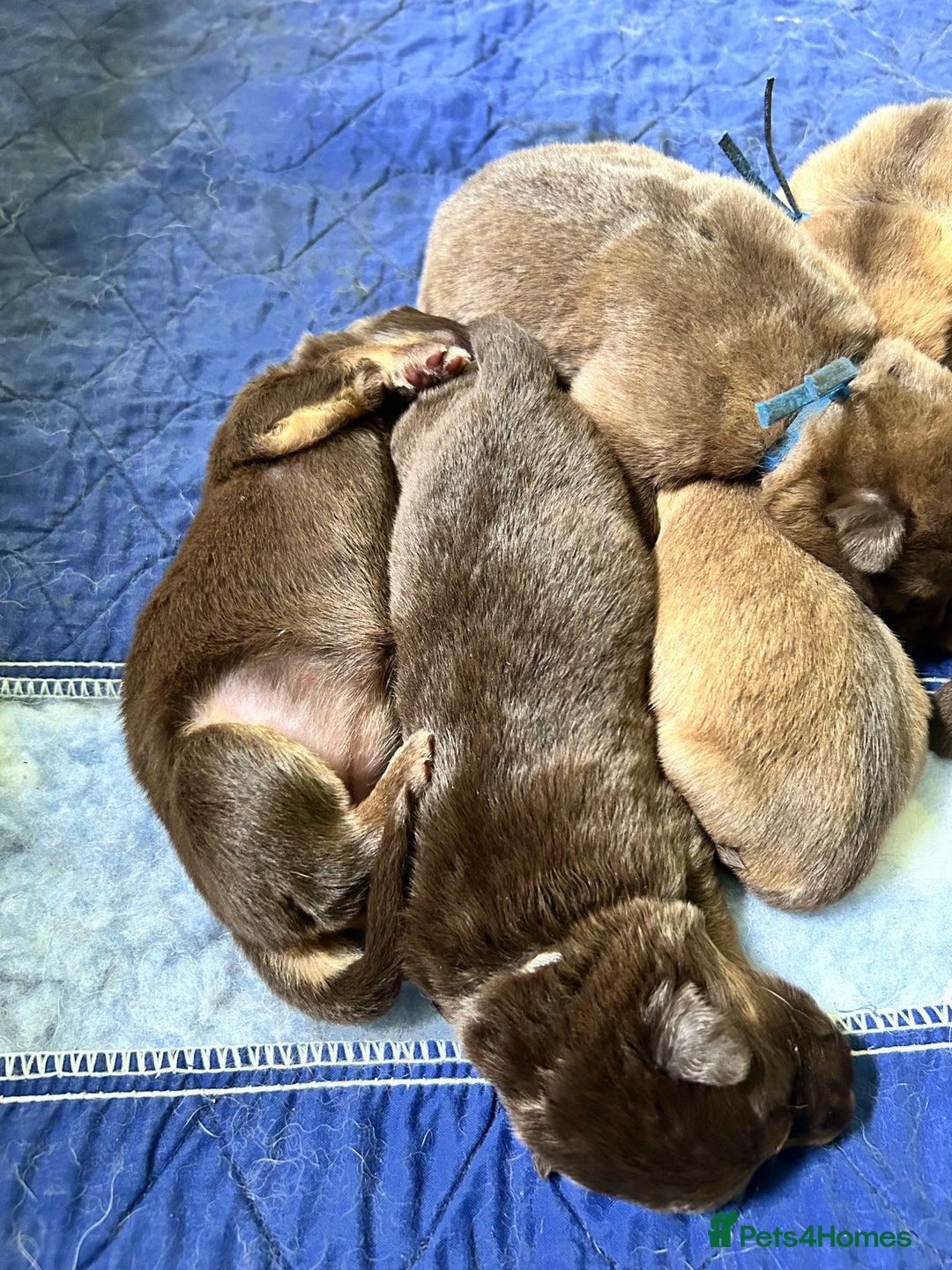 German Shepherd dogs for sale: German shepherd puppies health tested kc reg  in Honiton - Image 15