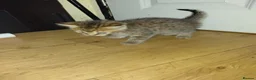 Bengal cats for sale: Rare Silver Smoke Bengal and Black Kittens. MALES - Advert 3