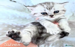 British Shorthair cats for sale: Beautiful silver British shorthair kittens - Image 4