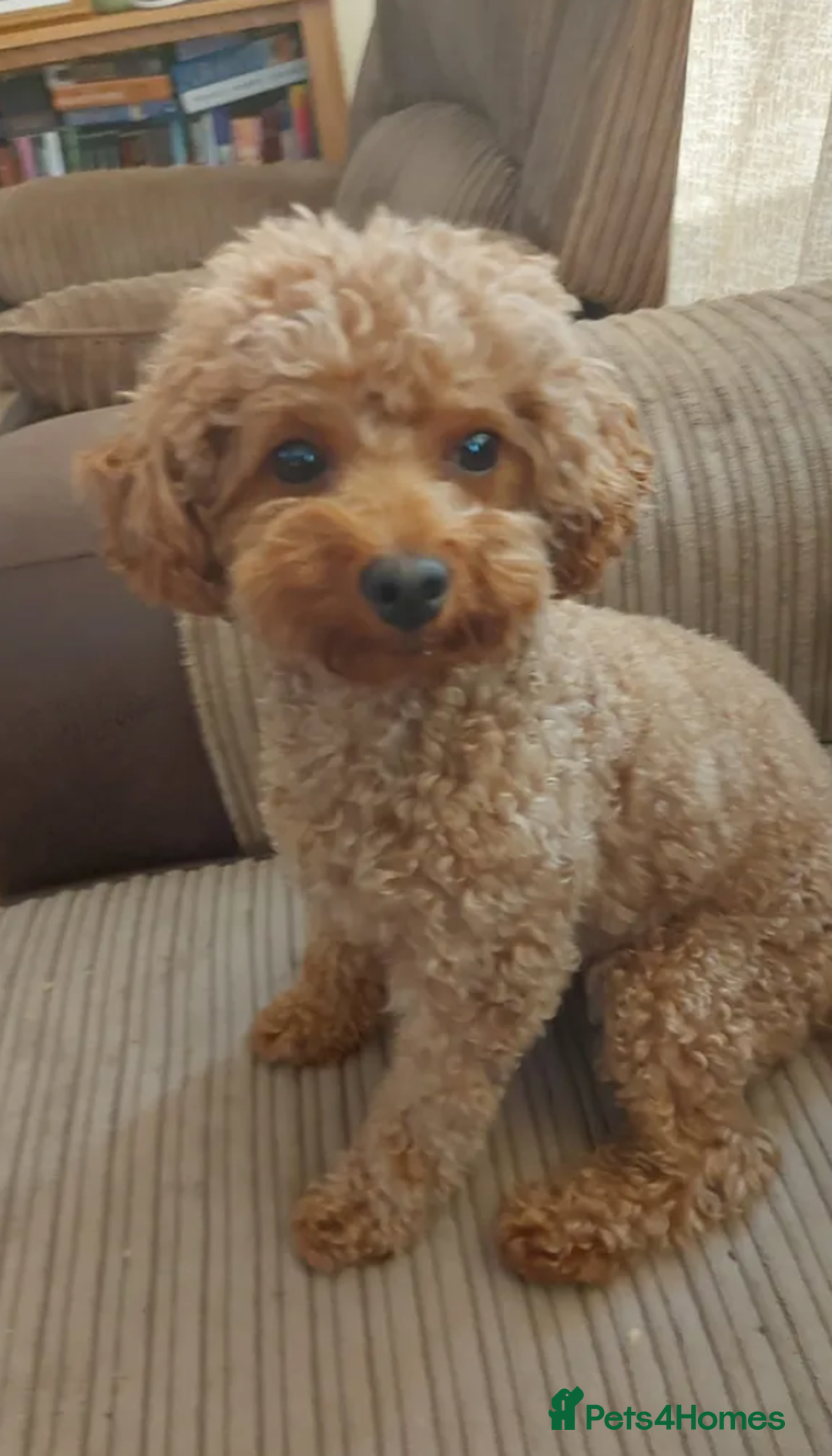 Toy Poodle dogs for sale: Cute KC Toy Poodle Gino needs a very loving home. - Advert 1