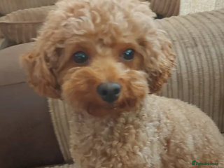 Toy Poodle dogs Sweet Toy Poodle Gino needs a new loving Family - Advert 1