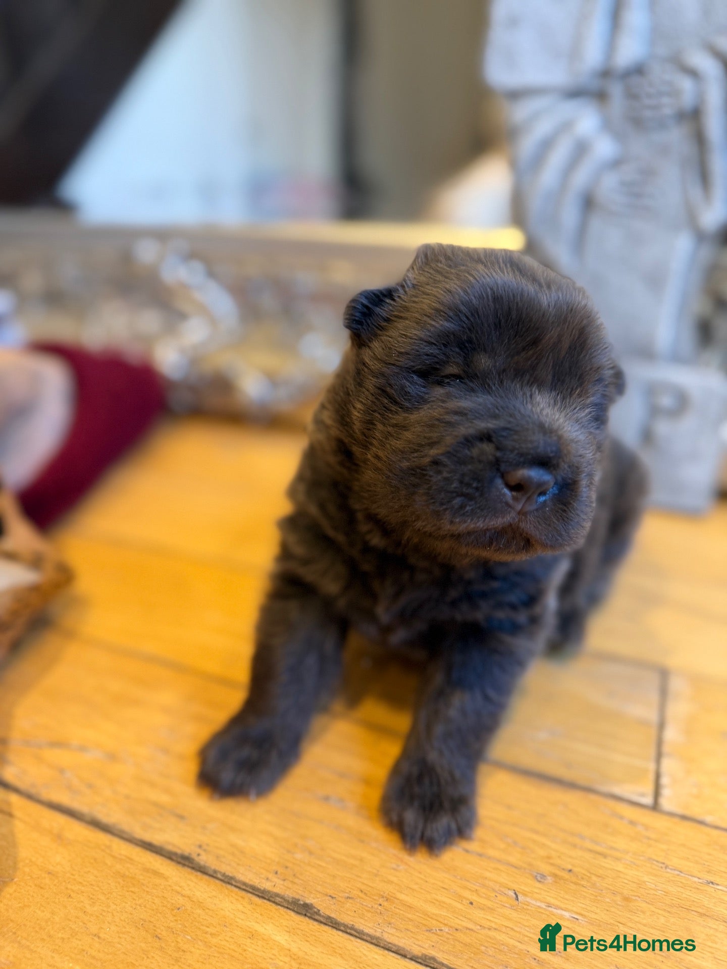 Shar Pei dogs FIRST CLASS 🏆 BEAR COAT SHARPEI BABIES 🌹 - Advert 2