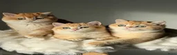 British Shorthair cats for sale: "Teddy Bear 🧸 " British Shorthair Golden kittens - Advert 39