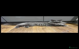 Maine Coon cats for sale: Maine coon kittens  - Image 4