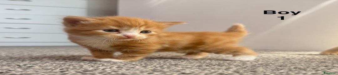 Mixed Breed Kitten 1