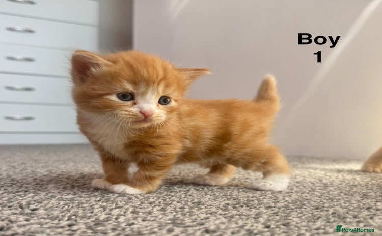 Mixed Breed cats - Advert 15
