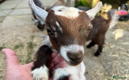 Goats livestock for sale: Gorgeous Chocolate & White Female Baby Pigmy - Image 3