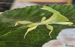 Stick Insects invertebrates for sale: Leaf insect nymphs (Phyllium philippicunum) - Image 4