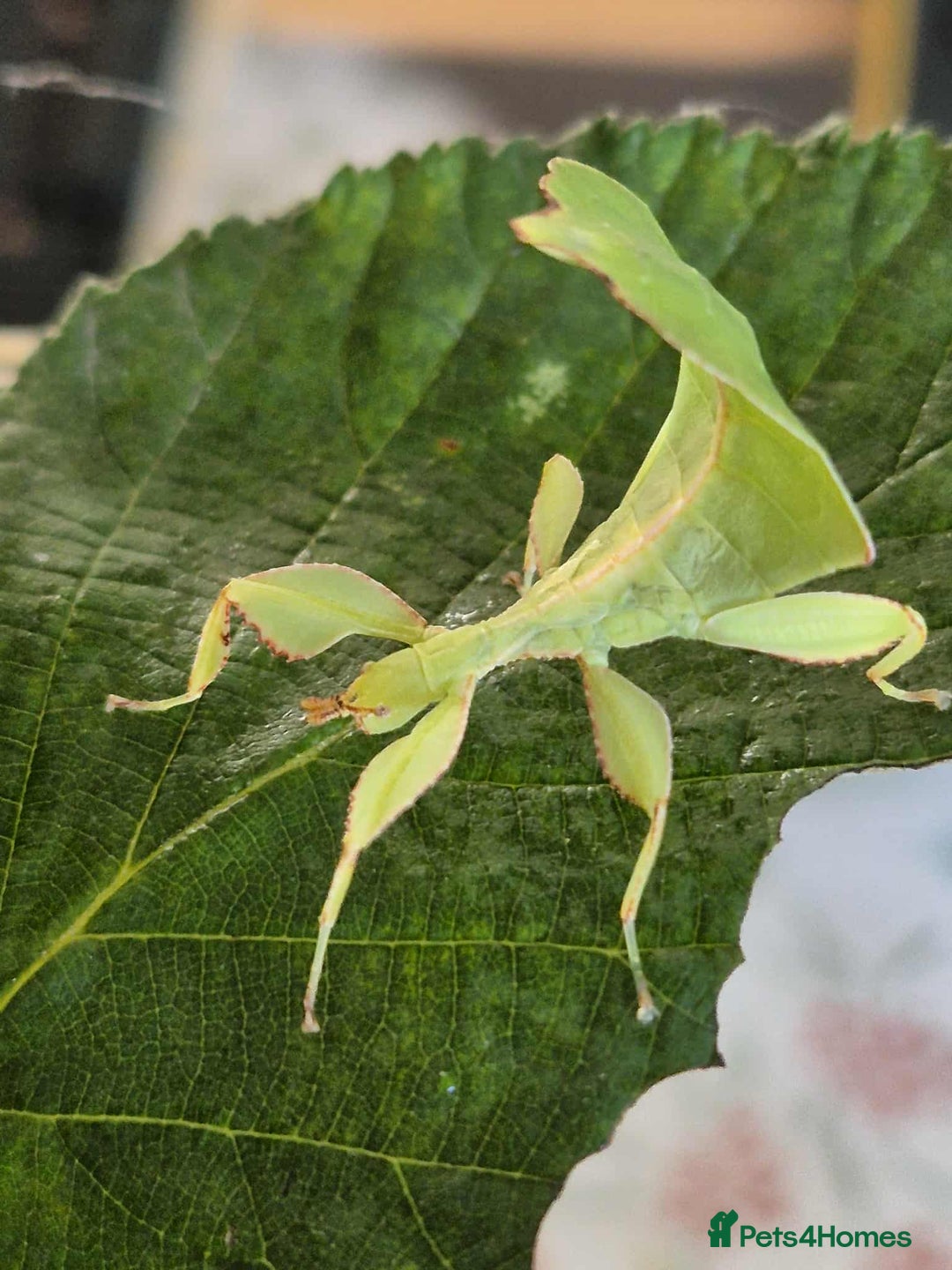 Stick Insects invertebrates for sale: Leaf insect nymphs (Phyllium philippicunum) - Image 4