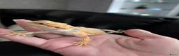Bearded Dragon reptiles for sale: Reduced for good homes  - Advert 6