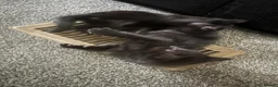Mixed Breed cats for sale: Mixed breed  - Advert 9