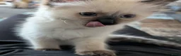 Ragdoll cats for sale: Purebred Female Ragdoll kitten  - Advert 9