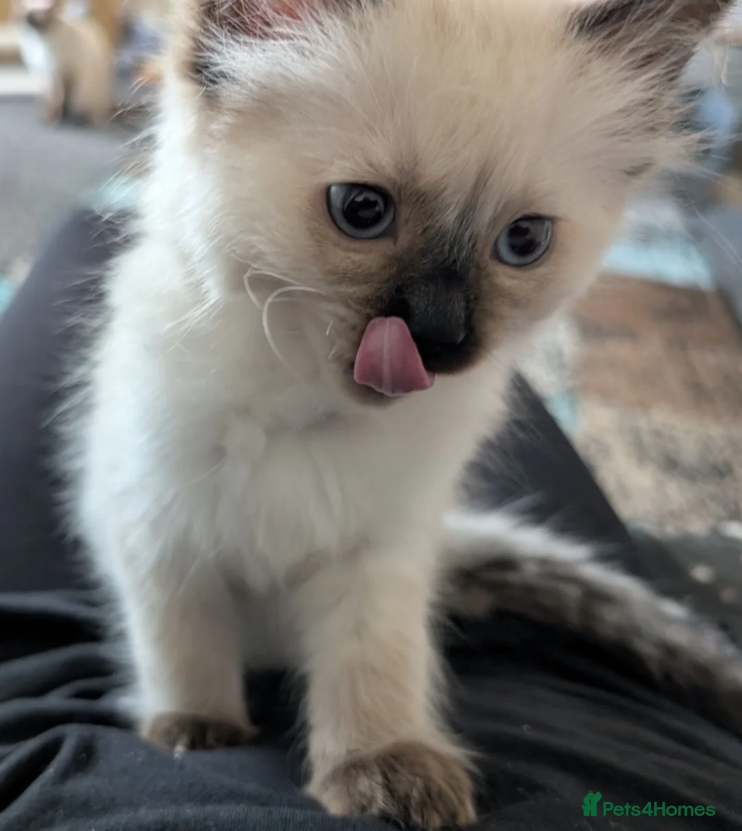 Ragdoll cats for sale: Purebred Female Ragdoll kitten  - Advert 9