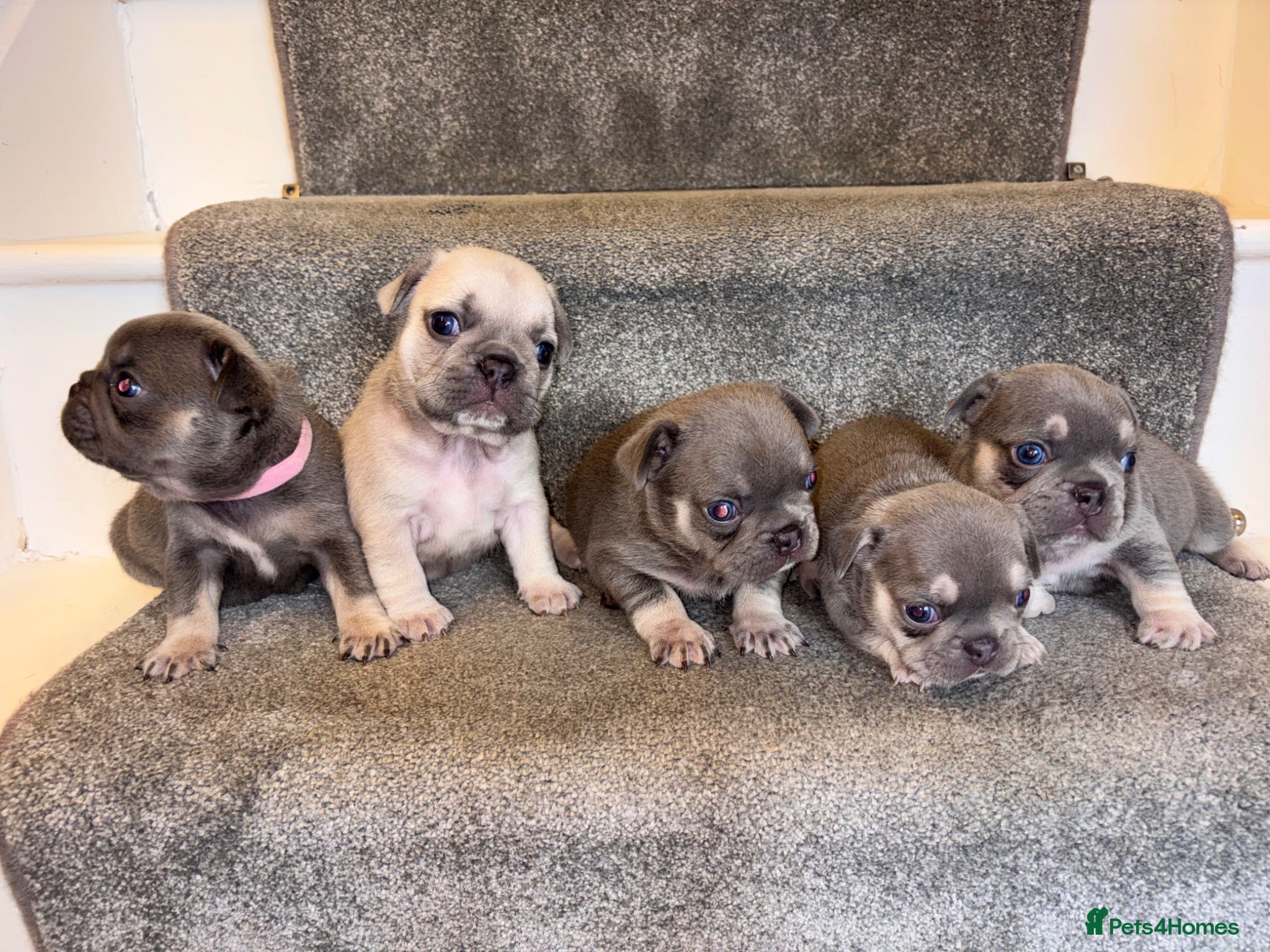 French Bulldog dogs 🩷Gorgeous litter of French bulldog puppies🩷  - Advert 16