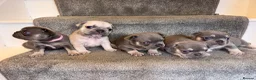 French Bulldog dogs for sale: 🩷READY NOW.. Gorgeous litter of Frenchies🩷  - Advert 15