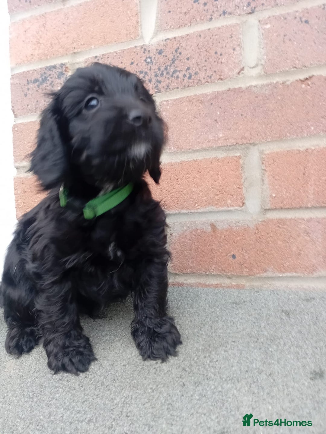 Cockapoo dogs for sale: Ready now stunning cockapoo girls - Advert 19