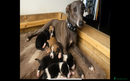 Mixed Breed dogs for sale: 🐾 Beautiful Whippet x Collie Puppies! 🐾 - Image 1