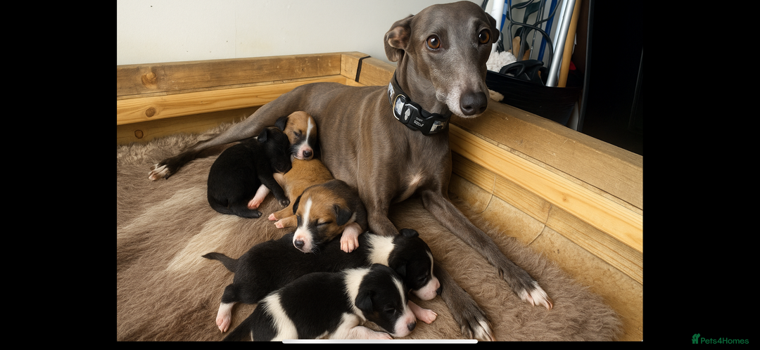 Mixed Breed dogs for sale: 🐾 Beautiful Whippet x Collie Puppies! 🐾 - Image 1
