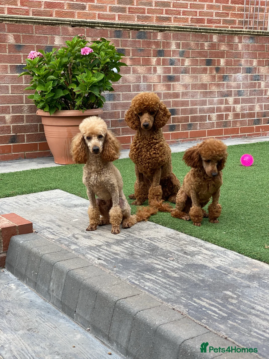 Maltese dogs for stud: Donnajays 5* PROVEN, HEALTH TESTED & PROFESSIONAL in Stafford - Advert 2