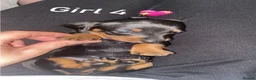 Miniature Dachshund dogs for sale: Miniature dachshund puppies  - Advert 10