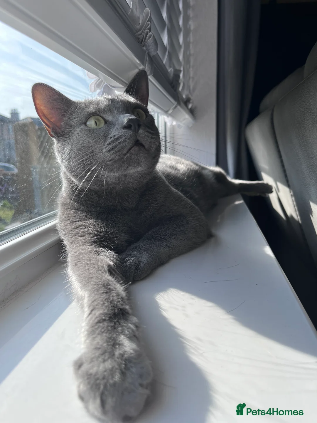 Domestic Shorthair cats for sale: Blue male cat - Advert 5