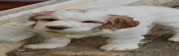 Clumber Spaniel dogs for sale: Dear little Clumber, female lemon and white - Advert 7