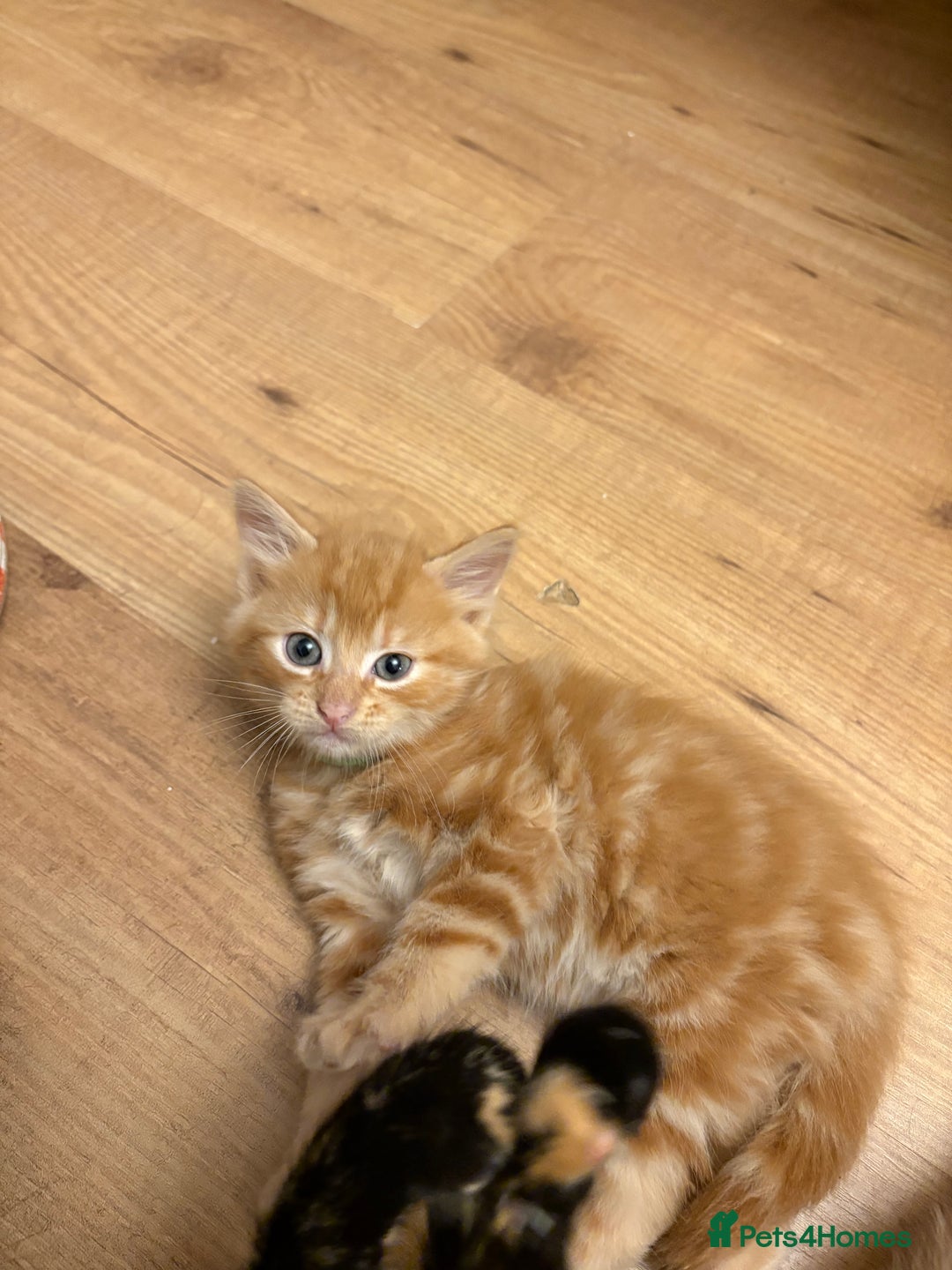 Mixed Breed cats for sale: beautiful kittens for sale - Image 2