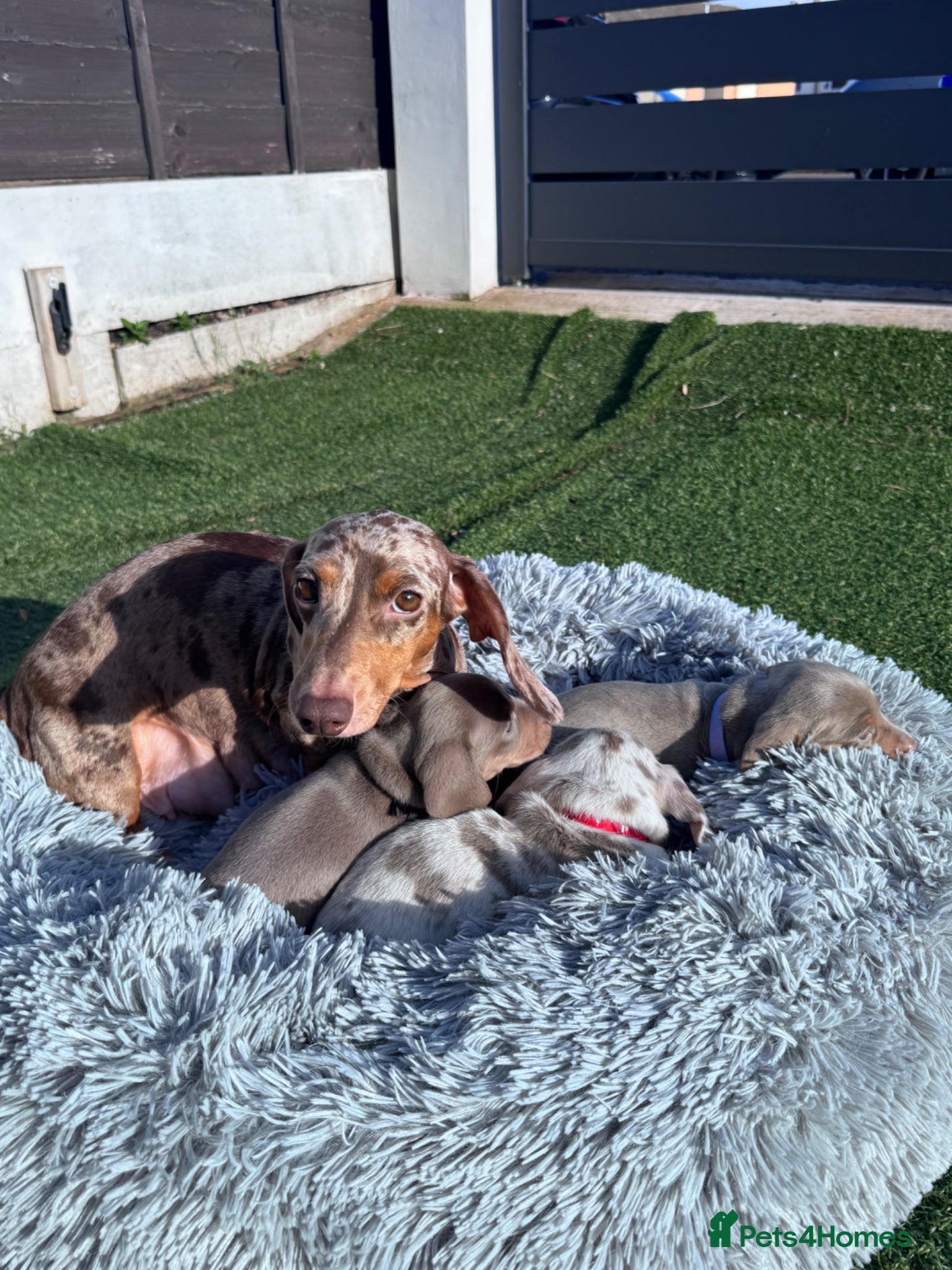 Miniature Dachshund dogs 3 cute miniature dachshund pupps available  - Advert 1