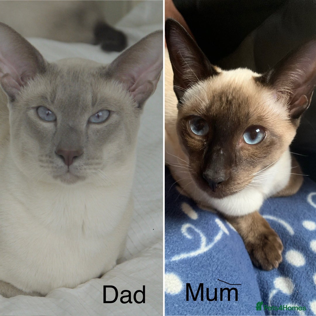 Siamese cats for sale: ADORABLE SIAMESE KITTENS - Advert 2