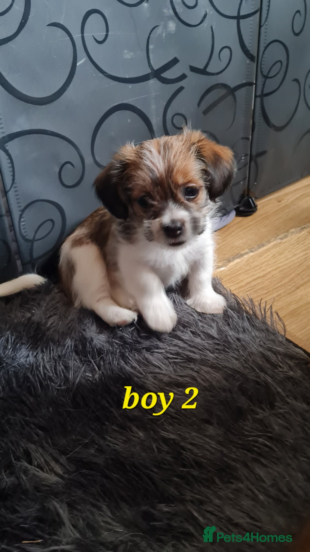 Mixed Breed dogs for sale: Yorkie cross tibetan spaniel  - Image 2