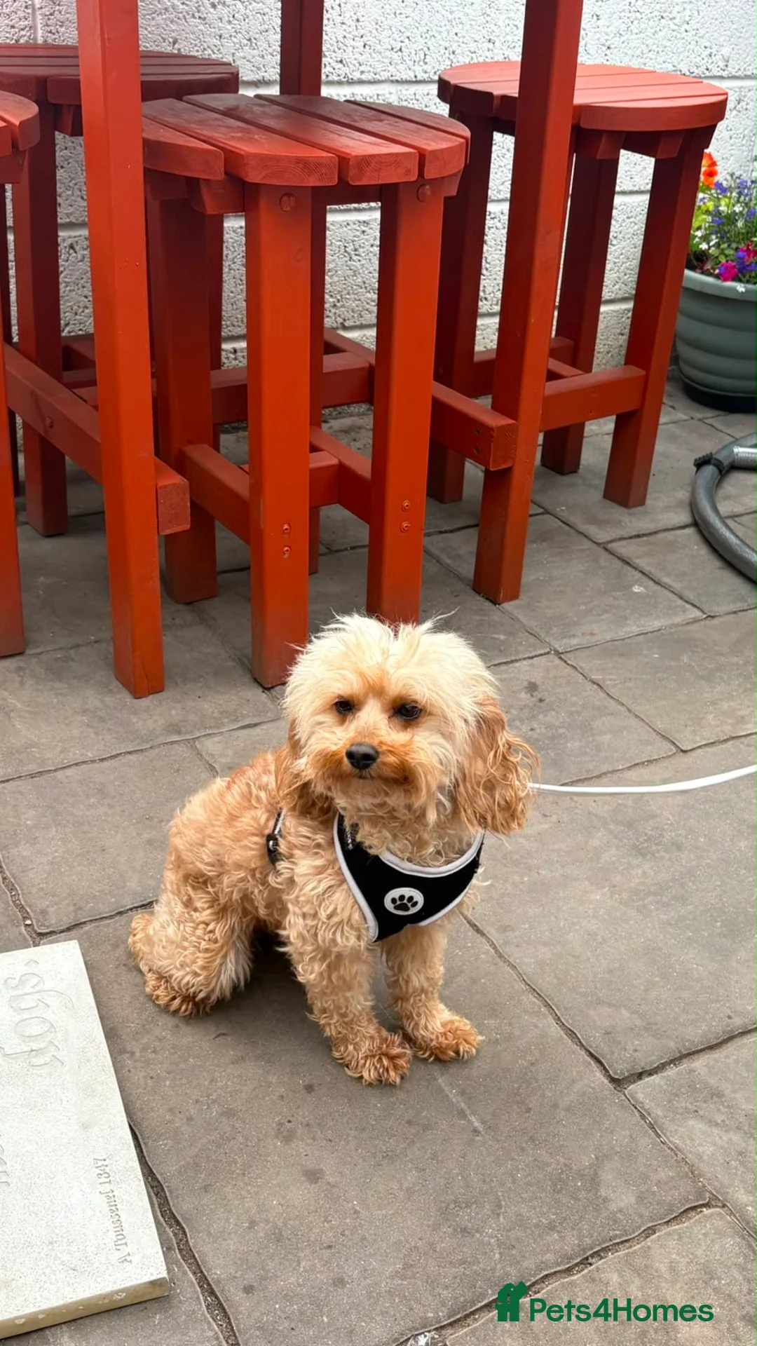 Cavapoo dogs for sale: Toy poodle (phantom)& Cavapoo - Advert 3