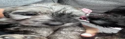 Cockapoo dogs for sale: Stunning Cockapoo puppies  - Advert 14