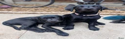 Labrador Retriever dogs for stud: Fin - BLACKTHORN - Advert 4