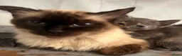 Mixed Breed cats for sale: Cookies kittens🐱 - Advert 5
