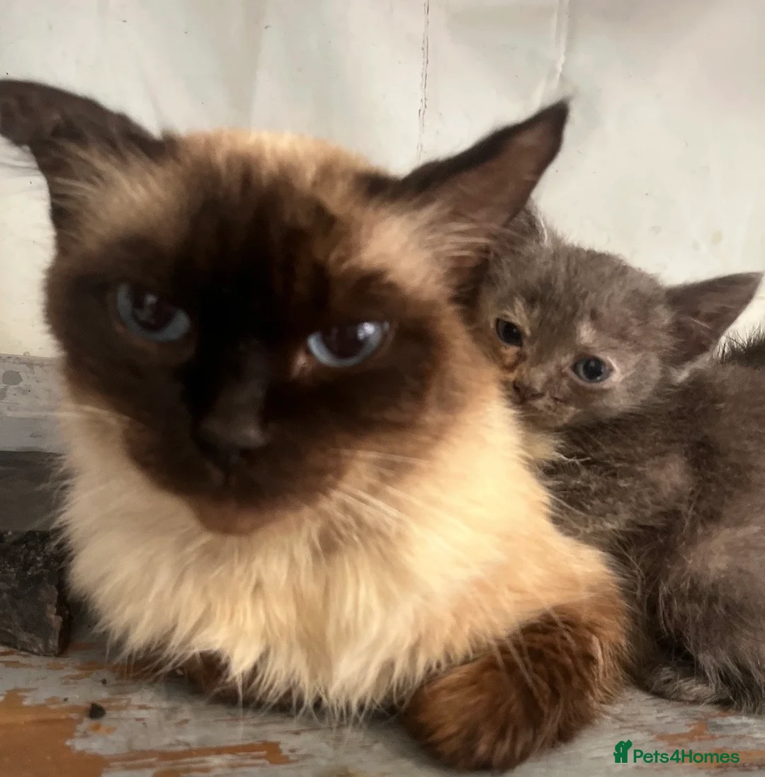 Mixed Breed cats for sale: Cookies kittens🐱 - Advert 5