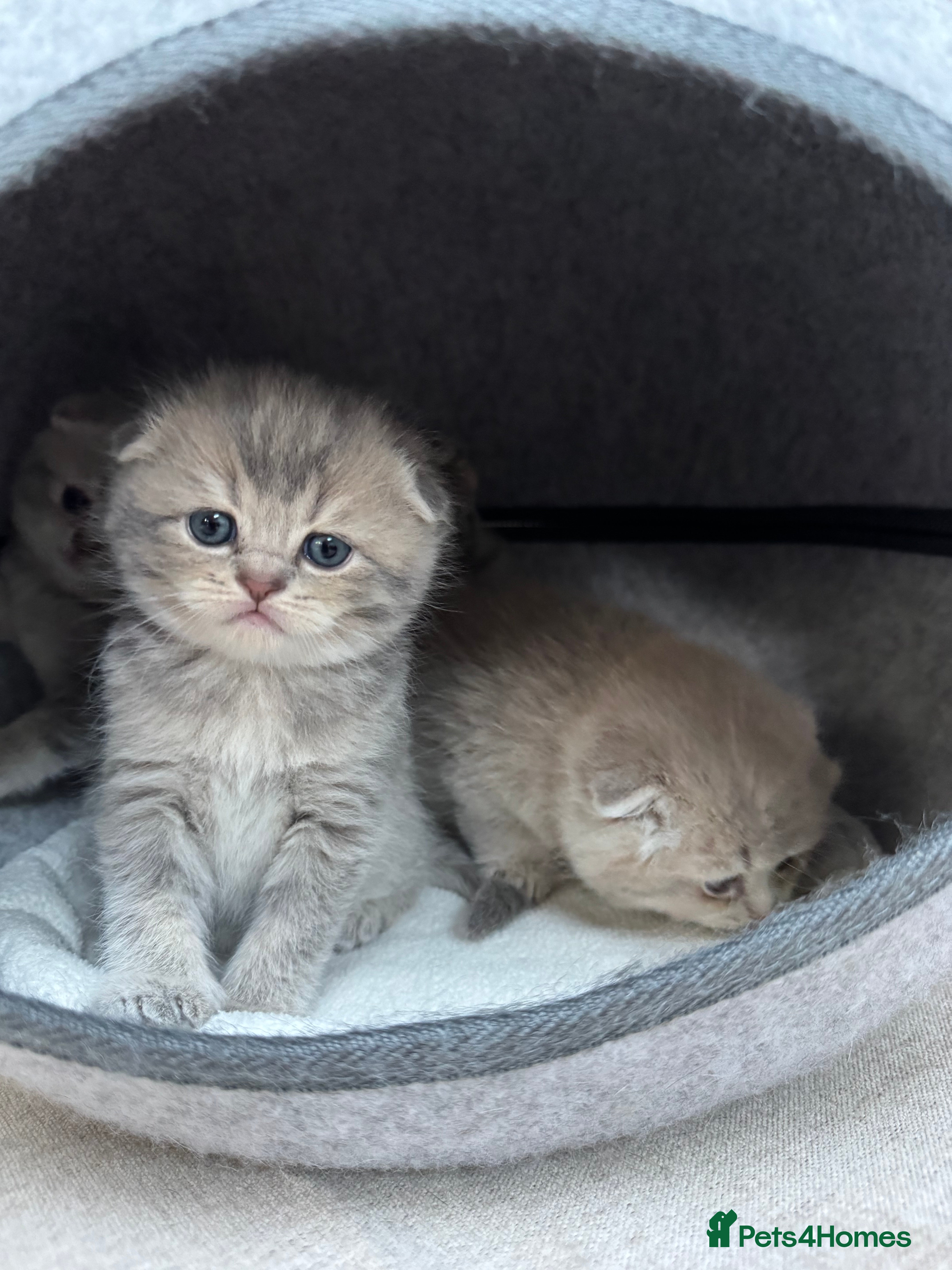 Scottish Fold cats Tica Scottish fold kittens - Advert 2