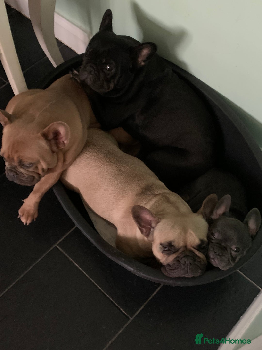 French Bulldog dogs for sale: French bulldog - Advert 2