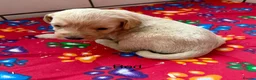 Labradoodle dogs for sale: Miniature Labradoodles frm licensed Exp breeder - Advert 3