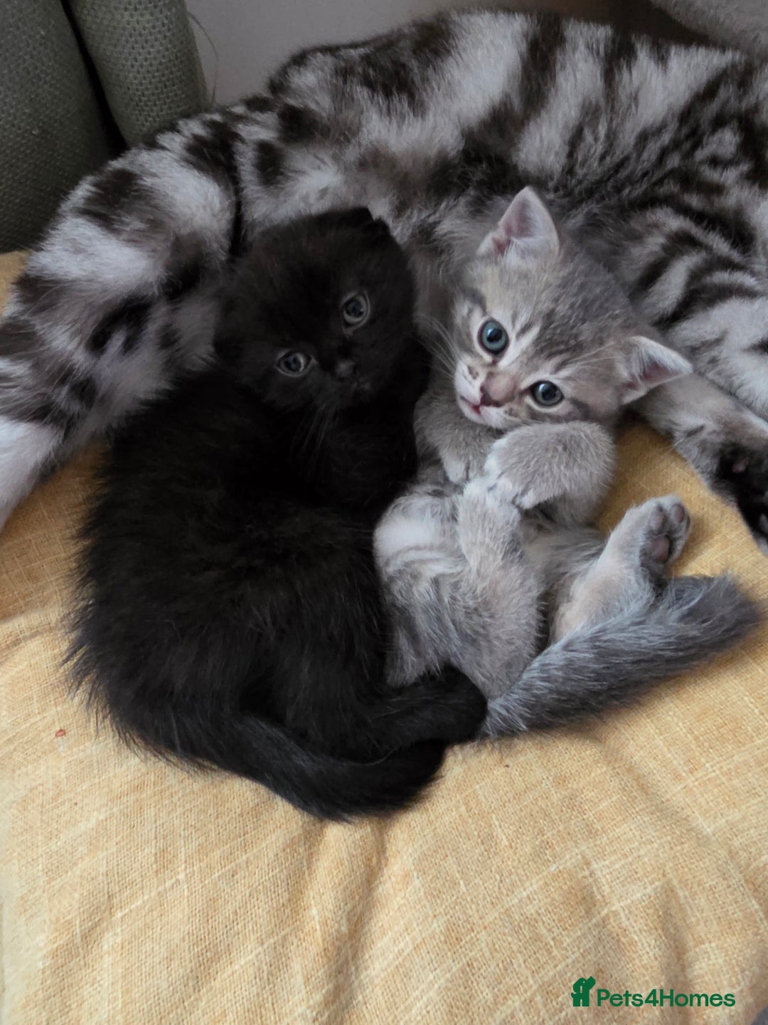 Scottish Fold cats for sale: Scottish Fold  - Advert 12