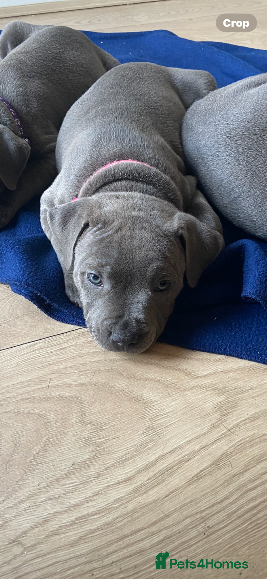 Staffordshire Bull Terrier dogs for sale: solid blues - Image 3